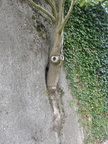 DSC07532